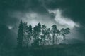 Moody dark landscape of trees