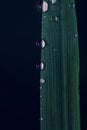 A moody dark macro portrait of a few water droplets hanging on the side of a blade of grass. There is a red  reflection in the Royalty Free Stock Photo