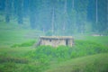 Moody desaturated look of a Gujjar hut in foggy dense pine forest of Kashmir, India Royalty Free Stock Photo