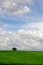 Moody/ dreamy tree Royalty Free Stock Photo