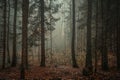 Moody, empty forest background on a foggy morning