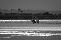 Moody estuary black and white image with pelicans