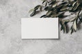 Moody feminine wedding stationery mock-up scene. Blank greeting, business card and green olive leaves, branches on