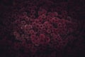 Moody Floral dark background. Mystical Deep red purple flower on black background Royalty Free Stock Photo