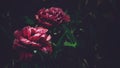 Moody Floral dark background. Mystical Deep red purple flower on black background Royalty Free Stock Photo