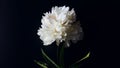 Moody floral panoramic banner on a dark background. beautiful large white peony flower on a black surface. simple flat lay Royalty Free Stock Photo