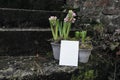 Moody floral springtime still life. Group of pink blooming hyacinth bulbs in flower pots in the garden. Moss and old