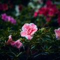 Moody flowers of Azalea, large pink buds on dark green background Royalty Free Stock Photo