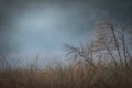 Moody foggy background in a field at dawn