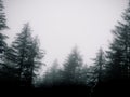 Moody forest myst Royalty Free Stock Photo