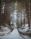 A moody forest road in North Zealand, Denmark during wintertime. Royalty Free Stock Photo