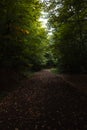 Moody forest view. Path in the forest in the fall.