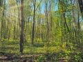 Moody forrest with sunlight and sunrays Royalty Free Stock Photo