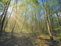 Moody forrest with sunlight and sunrays Royalty Free Stock Photo