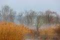 Moody grey seasonal background - trees in fog, rainy foggy day, raindrops Royalty Free Stock Photo