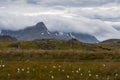 Moody icelandic skies, Mountains, flowers