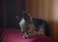 Small dog in prayer pose Royalty Free Stock Photo