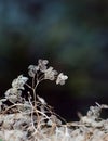 Moody lacy delicate dried hydrangea flower skeletons