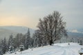 Moody landscape with footpath tracks and dark bare trees covered with fresh fallen snow in winter mountain forest on Royalty Free Stock Photo