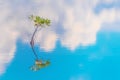 Moody landscape Lone Mangrove with Cloud Reflections