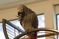 An African Grey Parrot sitting on his cage, here he is biting his own claws.