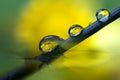 A moody macro portrait of a blade of grass sticking in some water. There are some water drops on the blade of grass with in them Royalty Free Stock Photo