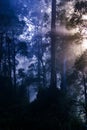 Moody and misty blue forest on a cold wintery morning with sun rays