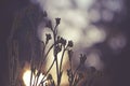 Moody nature background of Australian kangaroo paw flowers at sunset