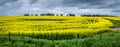 Moody Panoramic scene of a golden Canola field with a dramatic sky Royalty Free Stock Photo