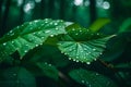 Rain in forest on dark background. Green leaf on rainy day in forest illuminated with soft daylight Royalty Free Stock Photo