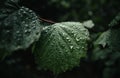 A moody photo of green leafs with water drops after rain in forest on dark background. Green leaf on rainy day in forest Royalty Free Stock Photo