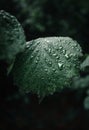 A moody photo of green leafs with water drops after rain in forest on dark background. Green leaf on rainy day in forest Royalty Free Stock Photo