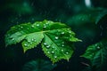 A moody photo of green leafs with water drops after rain in forest on dark background.
