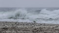 Moody photo. A plover on the shore of the stormy North Sea.