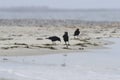 Moody photo, several crows are looking for cast up carcass on the beach in a cold misty morning.