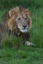 Moody picture of a male lion Royalty Free Stock Photo