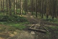 Moody pine forest landscape scenery nature outdoor environment dirt trail passage between trees with felling stems on a ground in