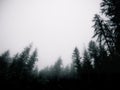 Moody pine trees forest Royalty Free Stock Photo