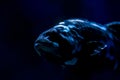 A Dark Big Fish in Deep Ocean Partially Illuminated