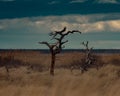 Moody shot of deadwood in a dry rural area with the blue sky in the background