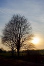 Moody silhouette of a lone big oak against sunset