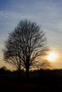 Moody silhouette of a lone big oak against sunset