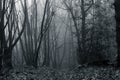 A moody, spooky, foggy forest, with a grainy, grunge, monochrome edit
