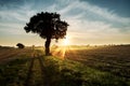 Moody sunset across rural agricultural landscape with silhouetted tree Royalty Free Stock Photo