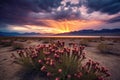 moody sunset over flowering desert plants Royalty Free Stock Photo