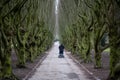 Moody Tree Alley on Vestre Cemetery in Copenhagen