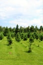 Moody Tree Farm Royalty Free Stock Photo