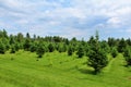 Moody Tree Farm Royalty Free Stock Photo