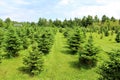 Moody Tree Farm Royalty Free Stock Photo