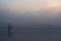 A moody tree on a foggy lake is overcome by the morning sun Royalty Free Stock Photo